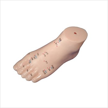 Foot Acupuncture model 
