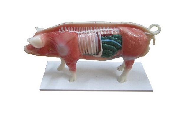 Acupuncture Pig Model
