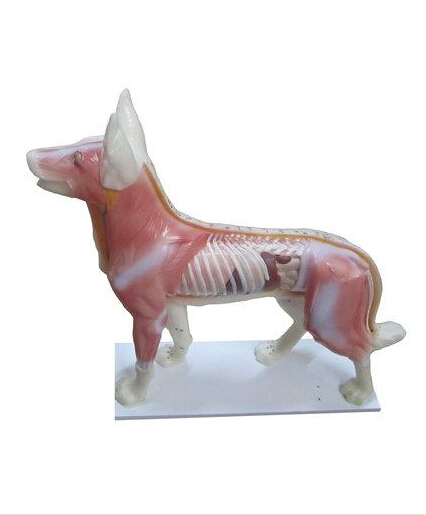 Acupuncture Dog Model
