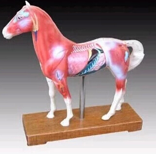 Acupuncture Horse Model