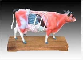Acupuncture Cattle Model