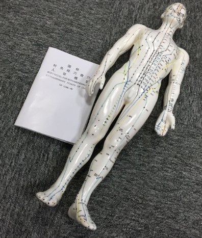 Male acupuncture model