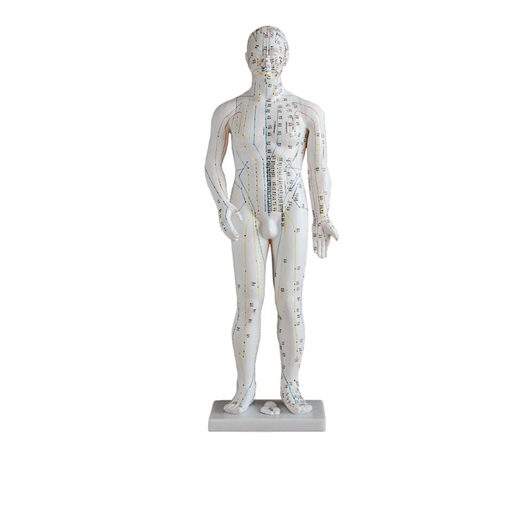 50cm Malel Acupuncture Model