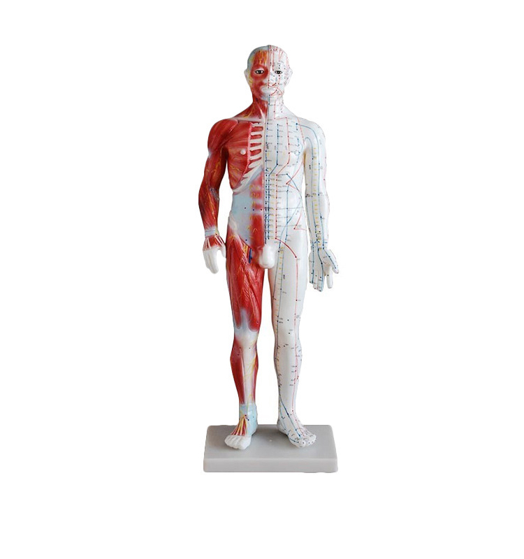 60cm Male Acupuncture Model